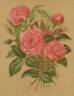 Eugénie Verdier rose photo