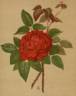 Eugène Appert rose photo