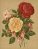 Docteur Andry rose photo