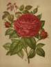 Charles Margottin rose photo