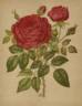 Camille Bernardin rose photo