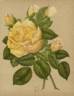 Belle Lyonnaise rose photo