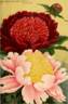 Fuya-jo peony photo