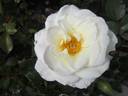 Kailani ™ rose photo