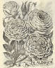 Alice Aldrich rose photo