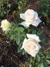 Silver Cream rose photo