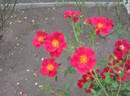 Rathvilly Anniversary rose photo