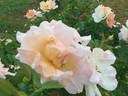 Morning Magic ™ rose photo