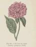 <i>Paeonia albiflora</i> Pallas, syn. peony photo