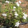 Rival de Paestum rose photo