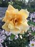 Feu Joseph Looymans rose photo