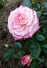 Portofino ® rose photo