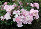 Claire Jolée rose photo