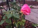 Gentle Giant ™ rose photo