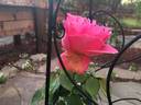 Gentle Giant ™ rose photo