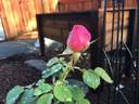 Gentle Giant ™ rose photo