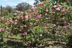 Doris Downes rose photo