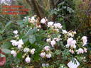 Abigail Adams rose photo