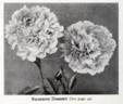 Suzanne Dessert peony photo