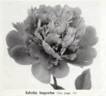 Edulis Superba peony photo