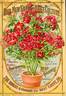 Baby Rambler rose photo