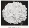 Claire Dubois peony photo