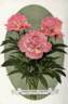 Alexandre Dumas peony photo