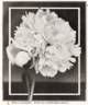 Alsace Lorraine peony photo
