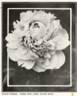 Claire Dubois peony photo