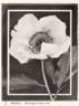 Albiflora peony photo