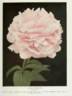 Reine Hortense peony photo