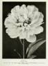 Aurore peony photo