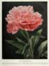 Suzanne Dessert peony photo