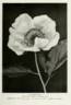 Le Printemps peony photo