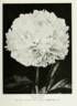 Claire Dubois peony photo