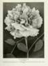 Reine Elisabeth peony photo