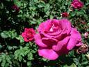 Jean-Paul Guerlain rose photo