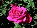 Jean-Paul Guerlain rose photo