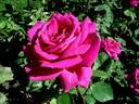 Jean-Paul Guerlain rose photo