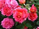 Emma Haftl rose photo