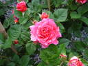 Emma Haftl rose photo