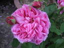 Vick's Caprice rose photo