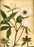 <i>Paeonia albiflora</i> Pallas, syn. peony photo