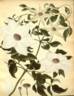<i>C. florida</i> Thunb. clematis photo