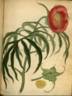 <i>P. anomala</i> L. peony photo