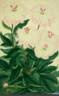 Paeonia albiflora flore pleno peony photo