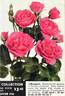 Bouquet rose photo