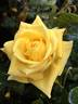 Canary Diamond ™ rose photo