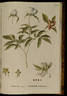 <i>Paeonia albiflora</i> Pallas, syn. peony photo