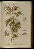 <i>P. sibirica</i> Pallas Synonym peony photo